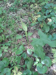 Arum besserianum