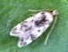 Symmoca signatella