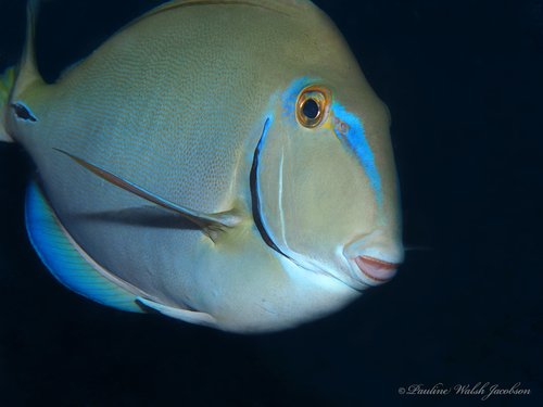 Caribbean Ocean Surgeonfish
