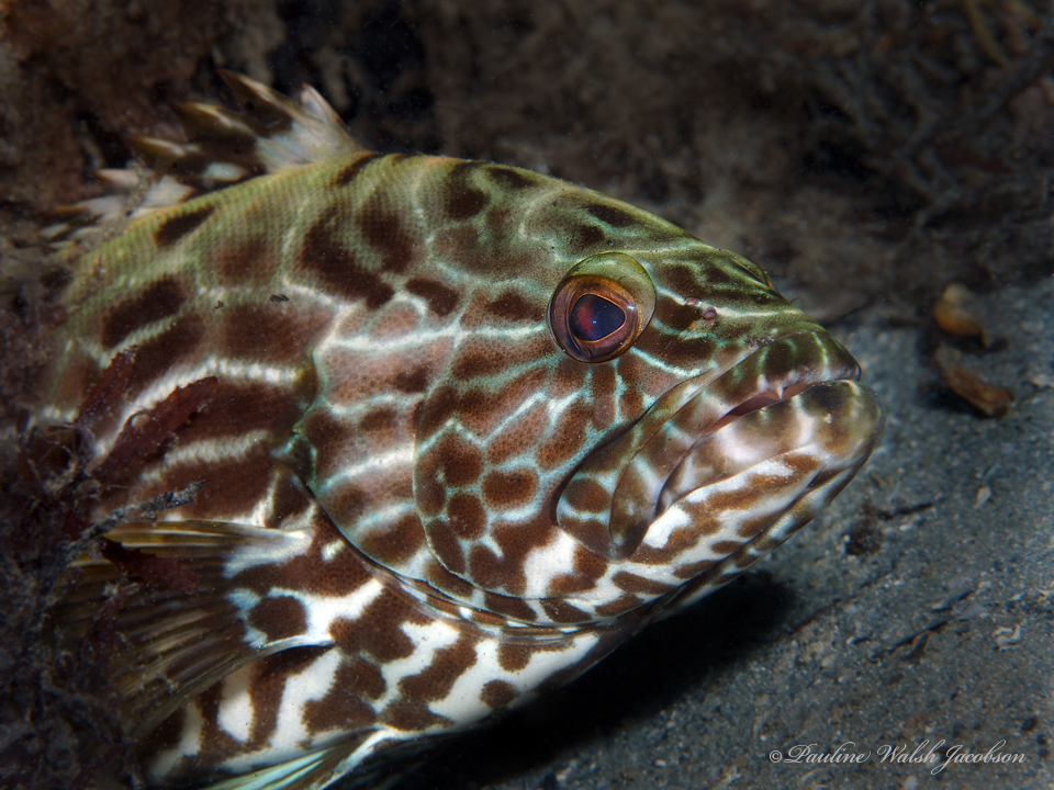 Black gouper (Mycteroperca bonaci) — Serranidae