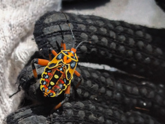Pachylis laticornis