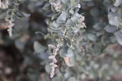 Atriplex nummularia spathulata