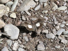 Theagenes albiplaga