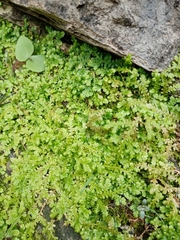 Selaginella simplex