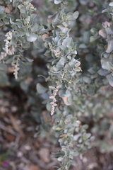 Atriplex nummularia spathulata