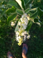 Croton heliotropiifolius