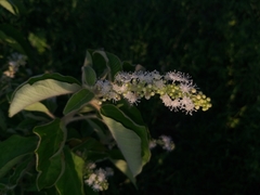 Croton heliotropiifolius