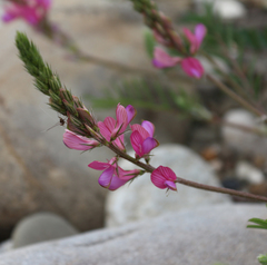 Onobrychis cyri
