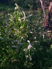 Croton heliotropiifolius