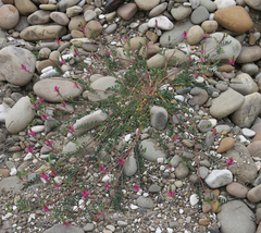 Onobrychis cyri