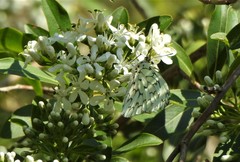 Hesperocharis erota