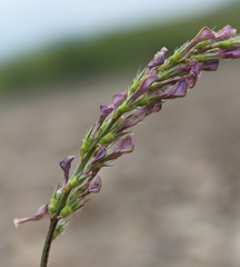 Onobrychis cyri
