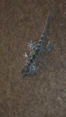 Tarentola delalandii