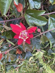 Coccinea