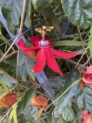Coccinea