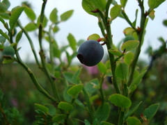Vaccinium myrtillus