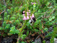 Calluna vulgaris