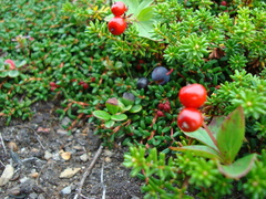 Cornus suecica