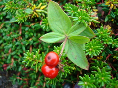 Cornus suecica