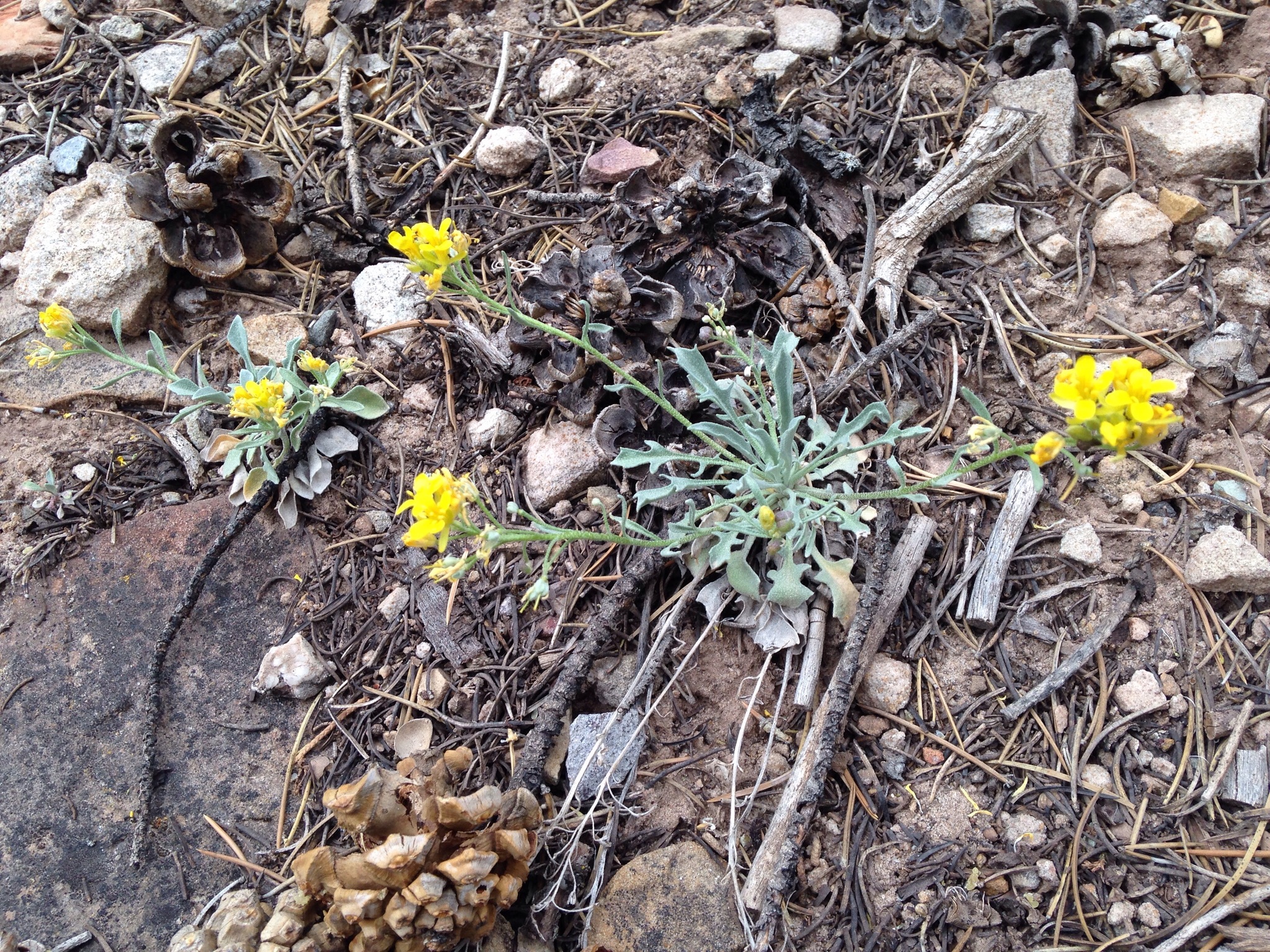 Physaria rectipes