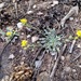 Straight Bladderpod - Photo (c) Peggy Lyon, some rights reserved (CC BY-NC), uploaded by Peggy Lyon