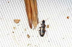 Calodromius spilotus