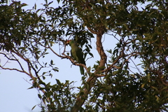 Amazona autumnalis salvini