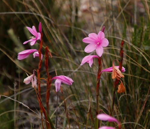 Image of Watsonia laccata by (c) Tony Rebelo, some rights reserved (CC BY-SA)