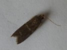 Ephestia elutella
