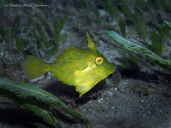 Monacanthus ciliatus