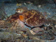 Octopus americanus