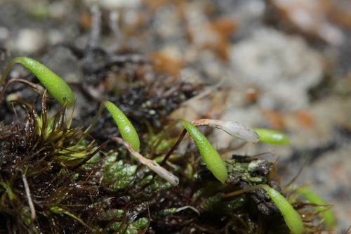 Plagiobryum