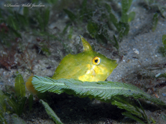 Monacanthus ciliatus
