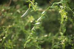 Citrus australasica