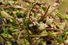 Lilaeopsis ruthiana