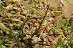 Lilaeopsis ruthiana
