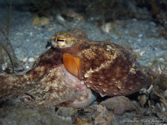 Octopus americanus