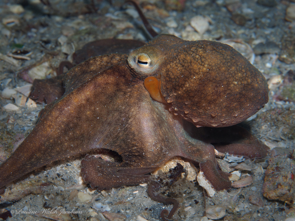 Common Octopus