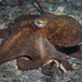 Octopus americanus - Photo (c) Pauline Walsh Jacobson, osa oikeuksista pidätetään (CC BY), lähettänyt Pauline Walsh Jacobson
