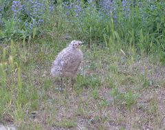 Larus argentatus