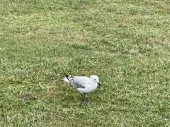 Chroicocephalus novaehollandiae