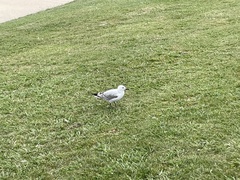 Chroicocephalus novaehollandiae