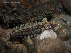 Banded Blenny photo 4