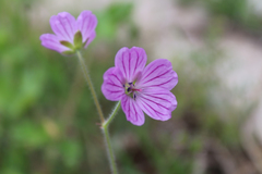 Geranium albanum
