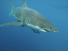 Great White Shark photo 4