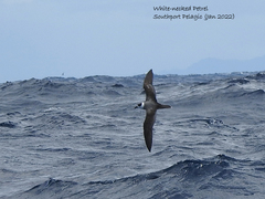 Pterodroma cervicalis