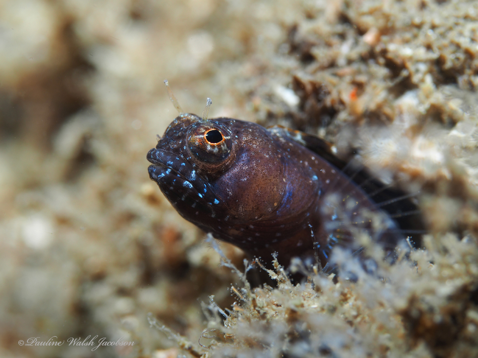 Sailfin Blenny