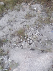 Pelecanus occidentalis