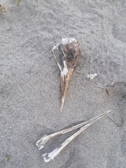 Pelecanus occidentalis