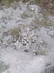 Pelecanus occidentalis